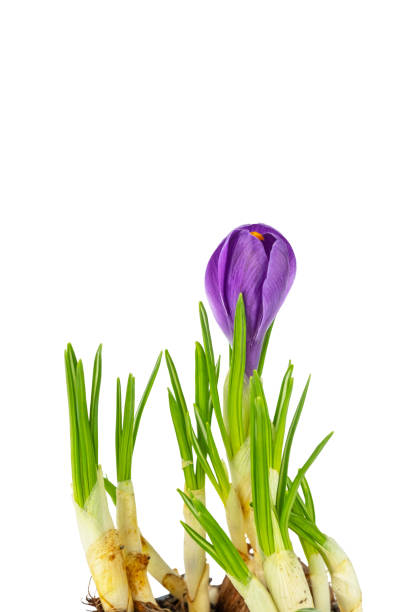 istock Close-Up of Purple Crocus Bloom on a white background 2203609064