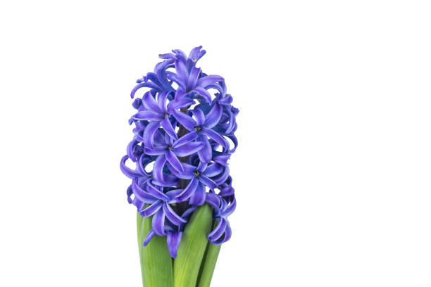 istock Close-Up of Blue Hyacinth Bloom on a white background 2203609065