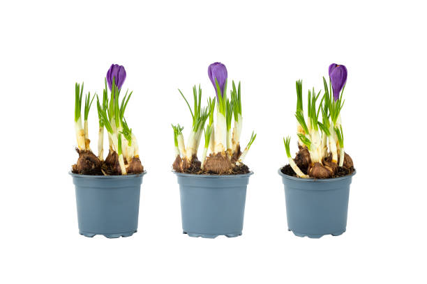 istock Three Potted Purple Crocuses on a white background 2203609073