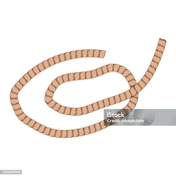 Braid Rope Cartoon Polyester Rope Cartoon Vector Illustration Stock Illustration ...