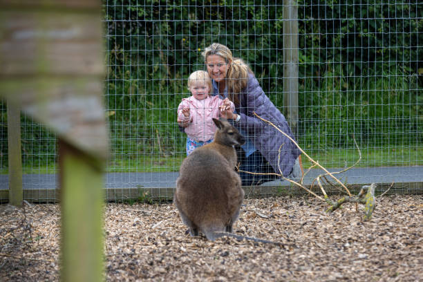 A wide shot of a grandmother and her granddaughter standing together outside of an enclosure at a zoo in Northumberland, Northeast England. They are looking at a wallaby through a wired fence while smiling. The grandmother is kneeling down next to the granddaughter.Videos are available similar to this scenario.