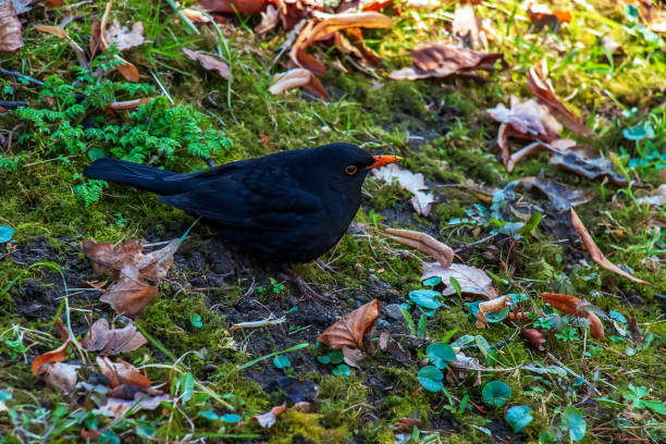 Common blackbird sits in the grass.