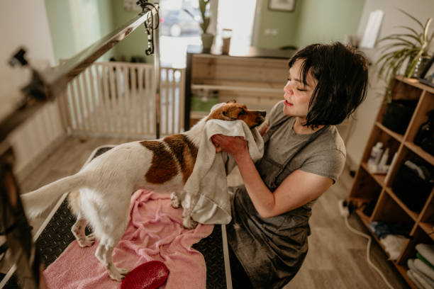 Young female pet groomer gently drying a jack russell terrier with a towel after a refreshing bath in a professional pet grooming salon, ensuring comfort and care for the adorable canine