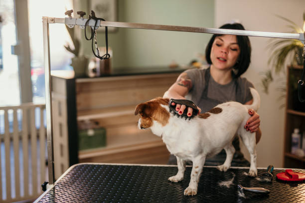 istock Professional pet groomer brushing a jack russell terrier dog 2203613061