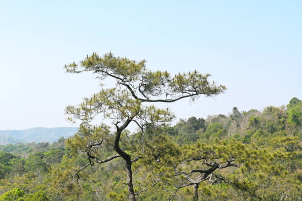 The pine tree forest in the national park in Thailand.