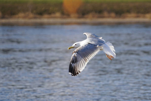 istock An European herring gull flying over a river 2203616166
