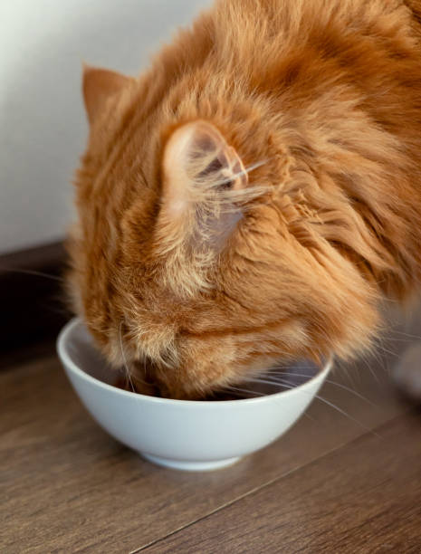 istock Big ginger cat eats from a bowl. Pets and their nutrition 2203616194