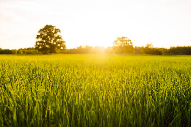 View of a bright green sprouting agricultural field at sunset. Tranquil atmosphere of a rural landscape. Agriculture concept, rich harvest.