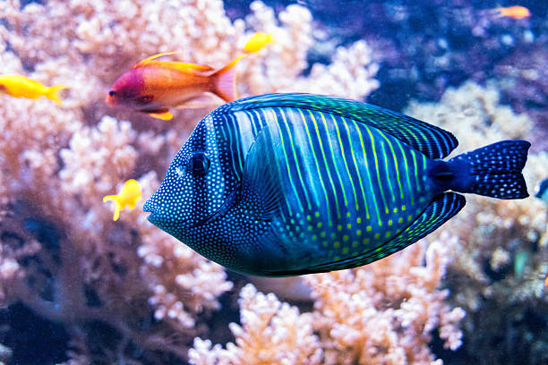 istock Colourful tropical blue cichlid fish on the coral reef 2203618853