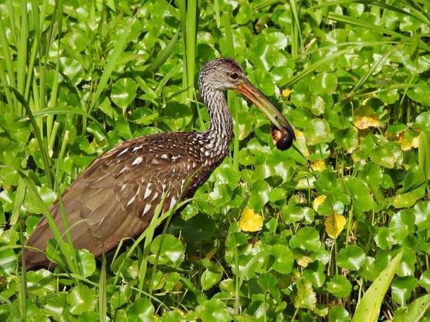 istock Limpkin (Aramus guarauna) - with an apple snail 2203620274