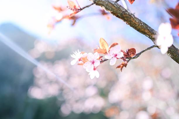 pastel colored creamy flowers.