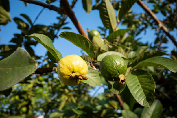 Jambu biji, fresh guava fruit (Psidium guajava) hanging on the tree, shallow focus.