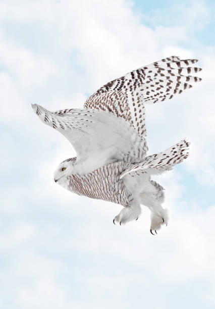 Snowy Owl female flying on a mixed clouds and blue sky background in Quebec, Canada