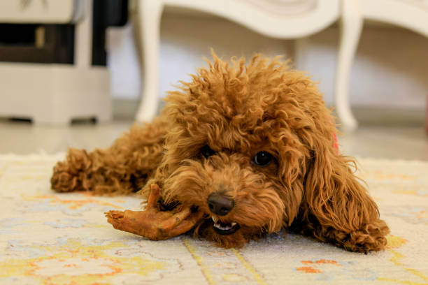 istock poodle puppy lying on the floor in a room 2203621866