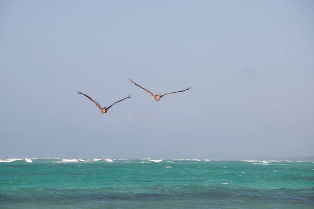Pelecanus Occidentalis flying over the Caribbean Sea