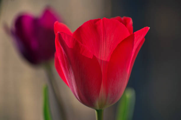 macro photography of a tulip