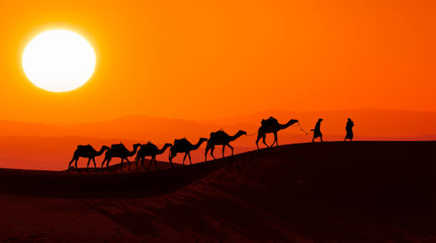 Camel caravan in the desert at sunrise -  Sahara, Morrocco