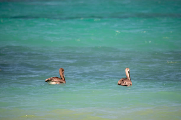 Pelecanus Occidentalis on the sea in Punta Cana