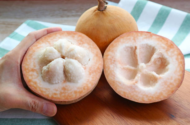 Hand Holding an Opened Fresh Ripe Wild Mangosteen or Santol Fruit