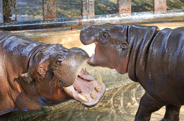 Closeup of a mischievous Pygmy Hippo calf interacting with her mother while waiting for breakfast