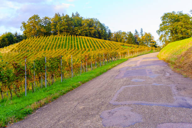 Countryside landscape of vineyards, in the Black Forest, near Baden-Baden, Baden-Wurttemberg, Germany