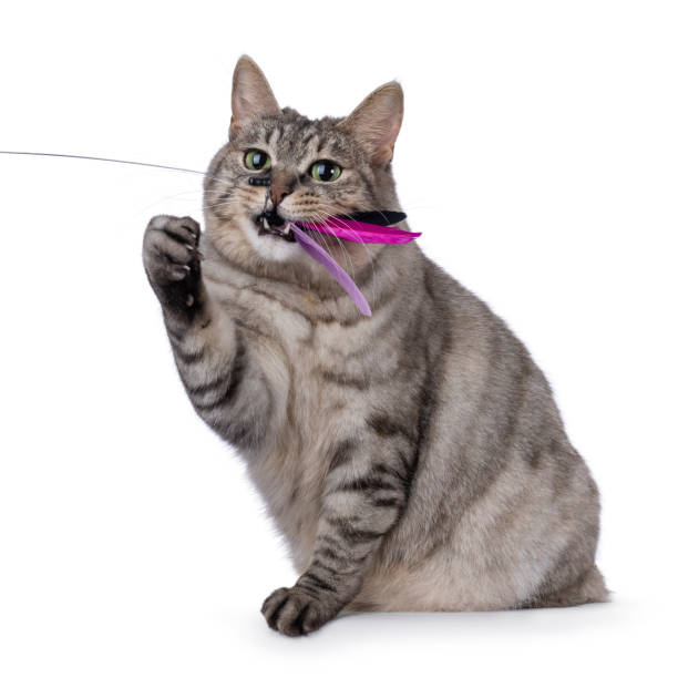 istock Adult Kurilian Bobtail cat on white background 2203629673
