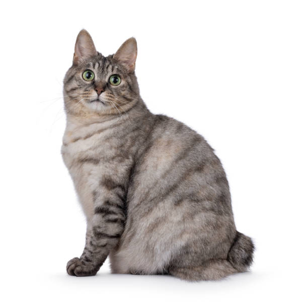 istock Adult Kurilian Bobtail cat on white background 2203629687