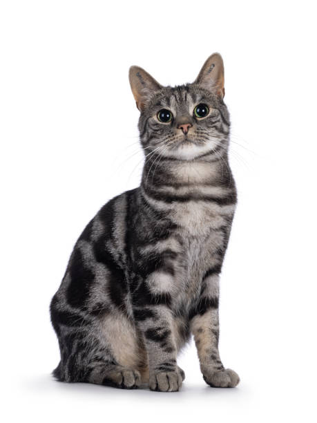 istock European Shorthair cat on white background 2203629917