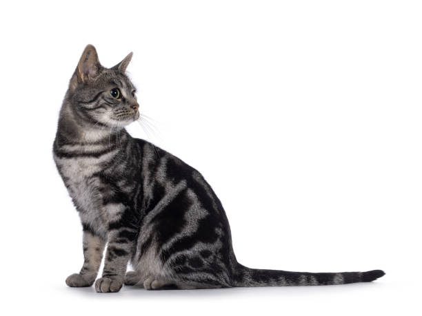 istock European Shorthair cat on white background 2203629961