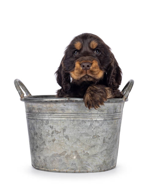 istock English Cocker spaniel dog pup on white background 2203629993
