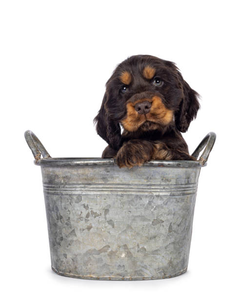 istock English Cocker spaniel dog pup on white background 2203630105