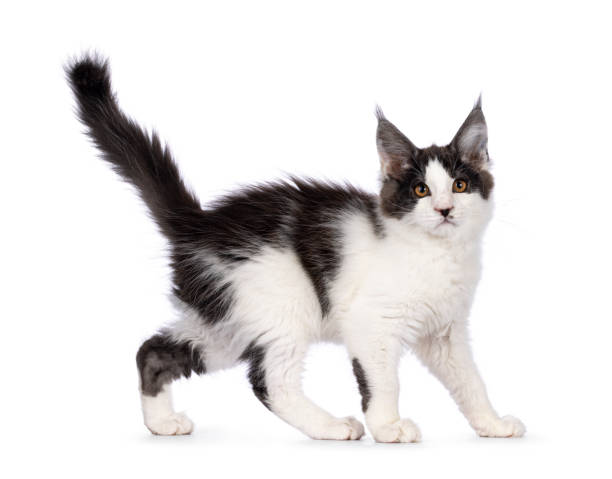 istock Maine Coon cat kitten on white background 2203630313