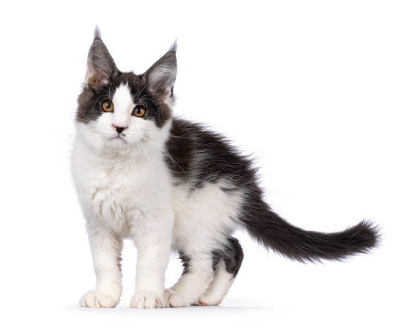 istock Maine Coon cat kitten on white background 2203630335