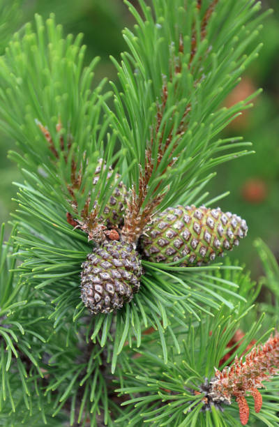 istock Macro photo of a green pine tree branch 2203630489