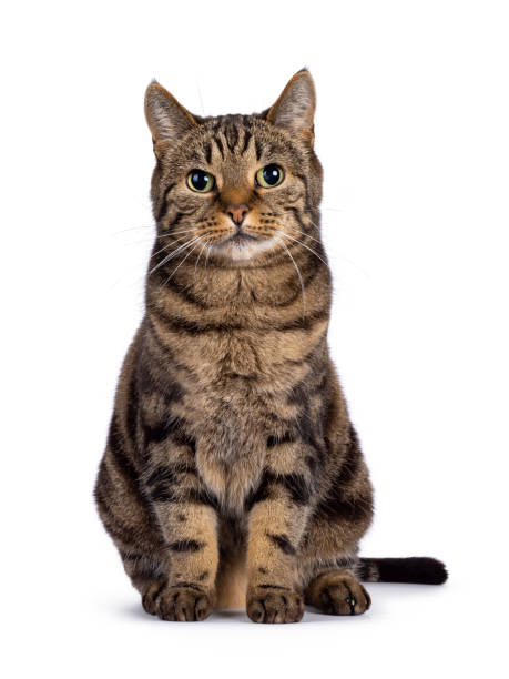 istock European Shorthair cat on white background 2203630513