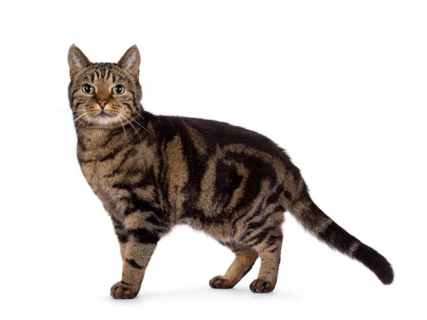 istock European Shorthair cat on white background 2203630533