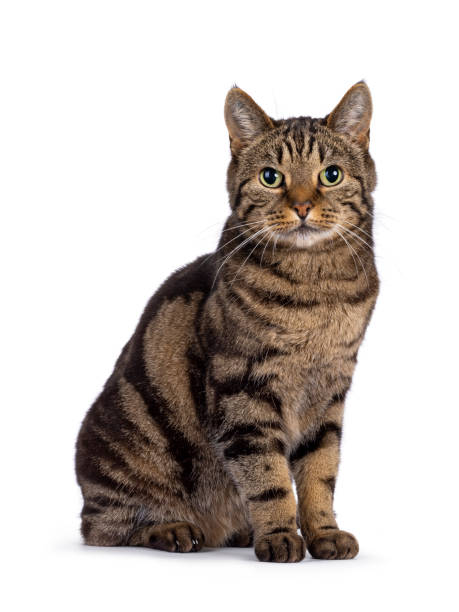 istock European Shorthair cat on white background 2203630557