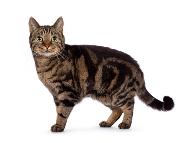 istock European Shorthair cat on white background 2203630612
