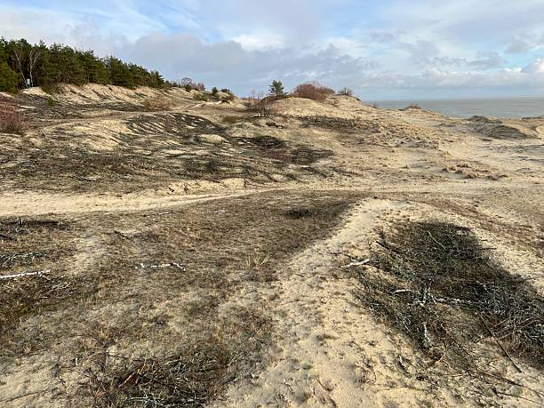 Dunes on Baltic sea beach in winter. The Curonian (Courish) Spit, Kaliningrad, Russia