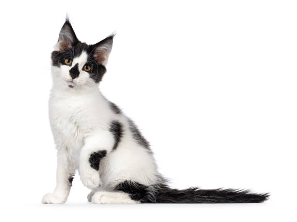 istock Maine Coon cat kitten on white background 2203631460