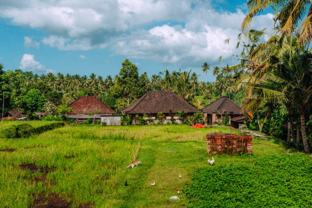 Lush green rice paddies surround traditional houses in a serene tropical village in Bali, emphasizing tranquility and natural beauty under bright skies.