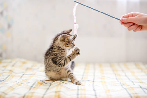 istock A little striped kitten sits on a white table, sniffing a flower in a pot and playing. Home comfort concept 2203634430