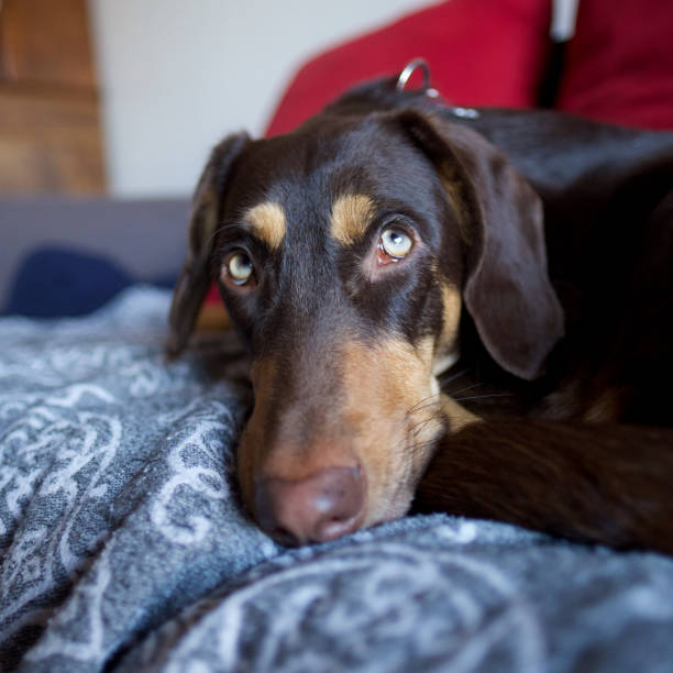 Portrait of a brown doberman with clear green eyes lying on a couch.
