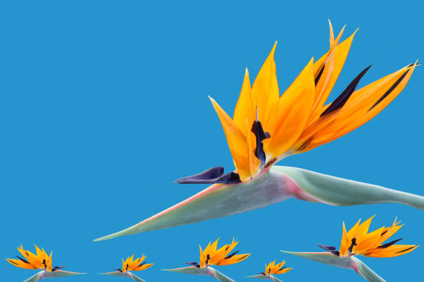 Birds of Paradise on blue background with copy space