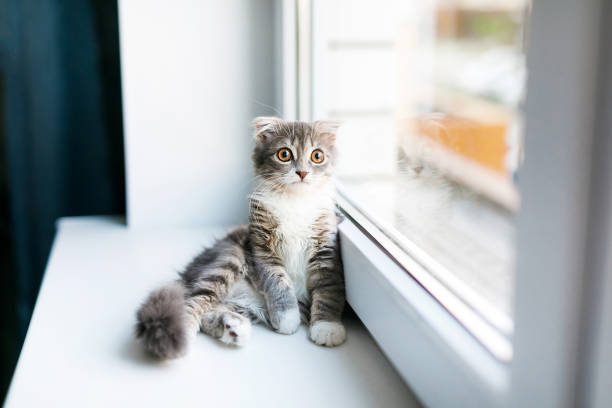 istock A lop-eared cat kitten lying on the windowsill 2203638041