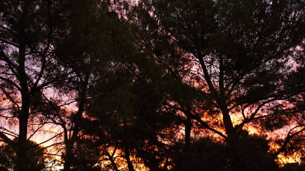 istock Vibrant Sunset Behind Silhouetted Pine Trees in a Serene Forest 2203638639