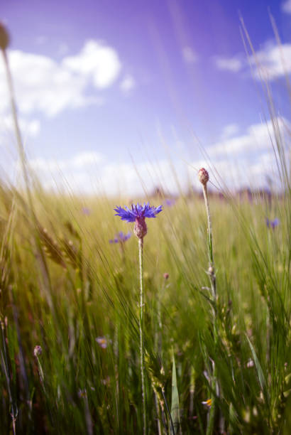 Environmental preservation and planet care. Natural background