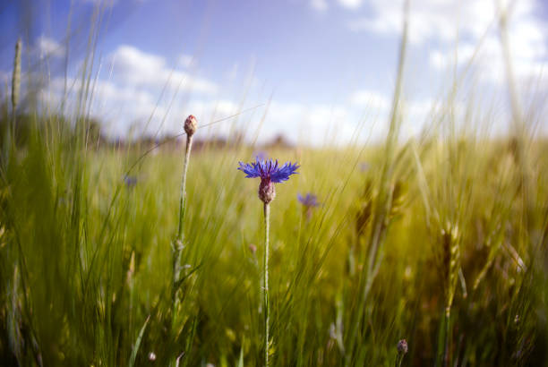 Environmental preservation and planet care. Natural background