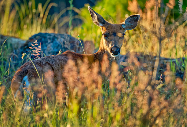 Black-Tailed deer on Vancouver Island, British Columbia