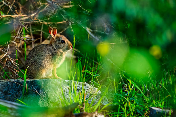 Close-Up Of Rabbit Yawning On Field